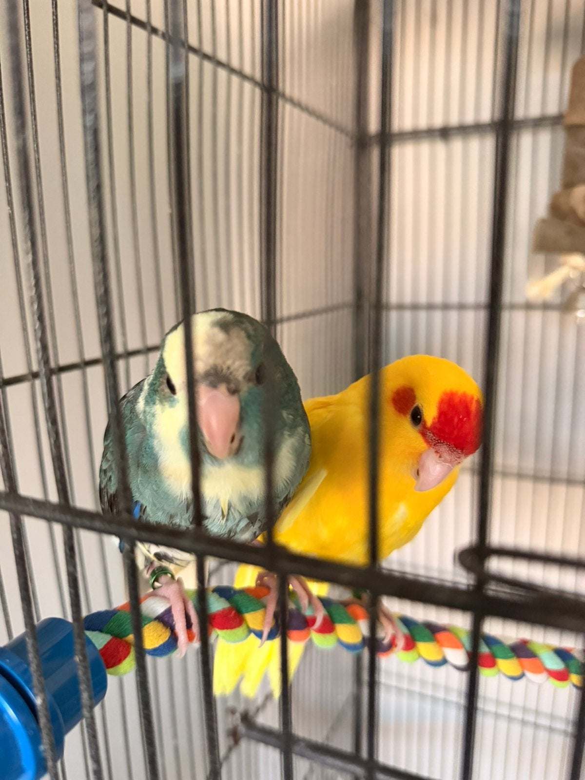 2 kakarikis met kooi, Dieren en Toebehoren, Vogels | Parkieten en Papegaaien, Mannelijk, Papegaai
