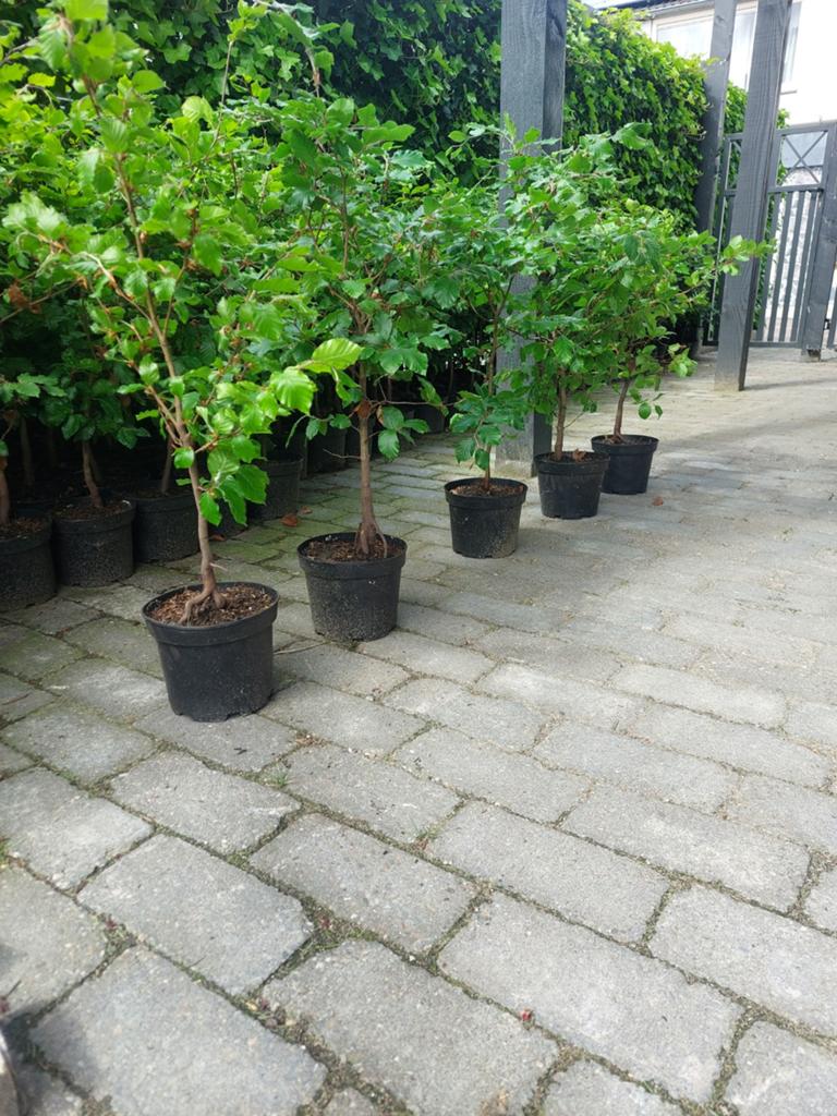 Fagus sylvatica groene beuk potgekweekt / haagbeuk, Tuin en Terras, Planten | Struiken en Hagen, Ophalen, Overige soorten, Haag