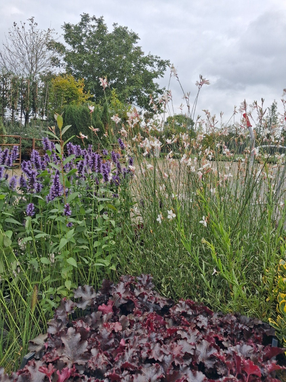Gaura Whirling Butterflies - Prachtige Vlinderbloem, Tuin en Terras, Overige soorten, Volle zon, Vaste plant, Ophalen of Verzenden