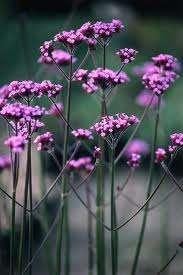 10 verschillende vaste planten die blauw/paarsblauw bloeien, Tuin en Terras, Ophalen of Verzenden, Vaste plant, Overige soorten