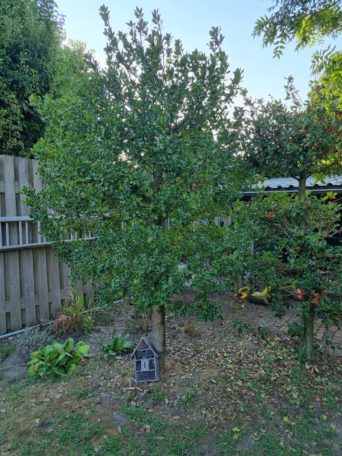 3x Hulst (Ilex aquifolium) - Wintergroene struik/boom, Ophalen, Hulst, Struik, 100 tot 250 cm