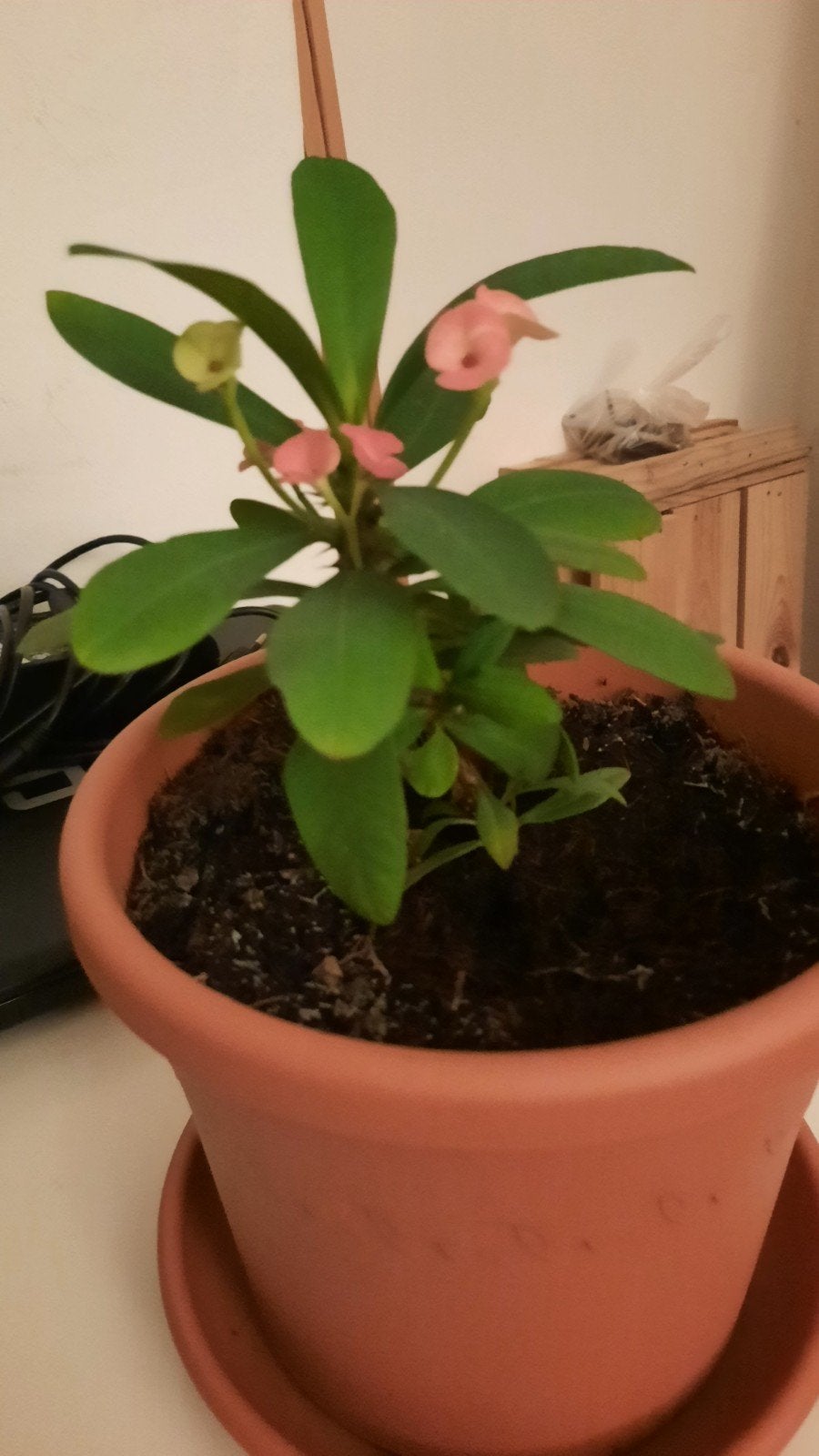Mooie Euphorbia Milii (Christusdoorn) met roze bloemen, Ophalen, Overige soorten, Halfschaduw, In pot