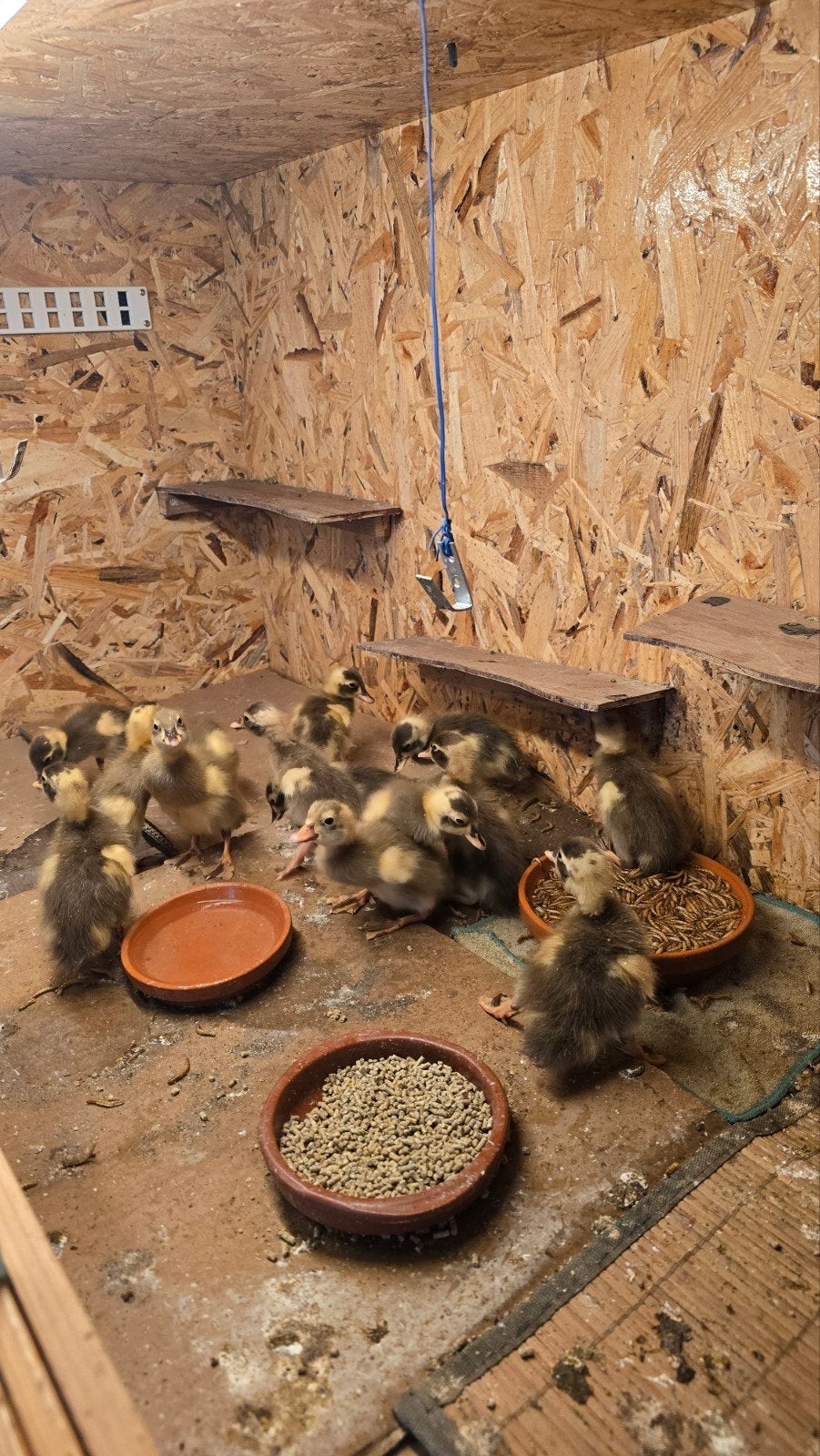 Indische loopeenden, Meerdere dieren, Eend