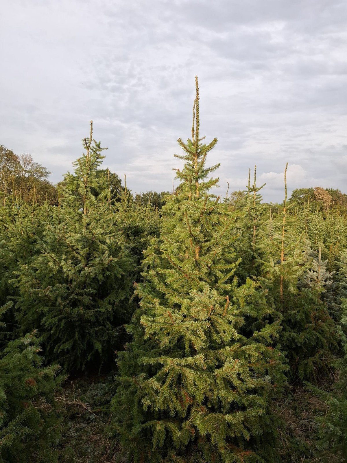 kerstbomen, Ophalen
