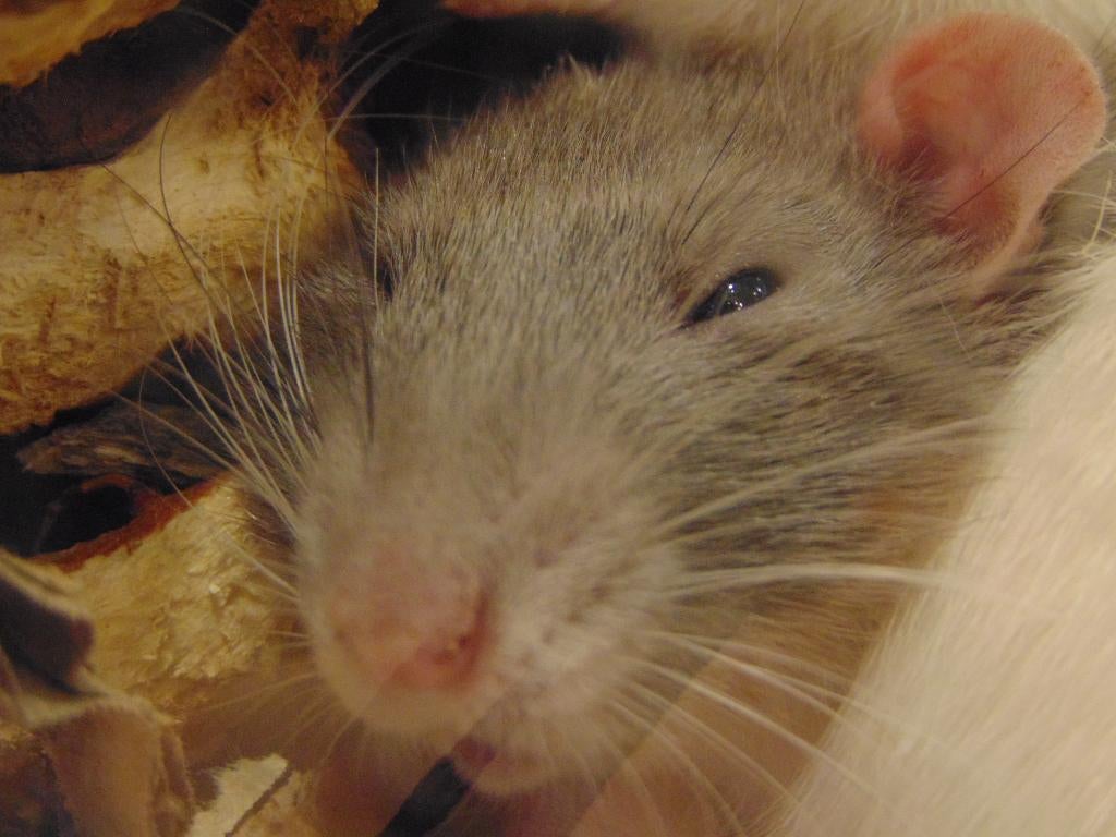 Jonge tamme ratjes in Assen., Dieren en Toebehoren, Knaagdieren, Rat, Februari, Meerdere dieren, Tam