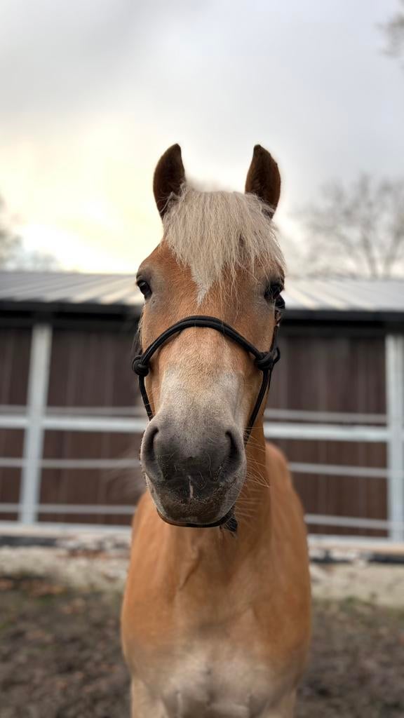 ❗️In prijs verlaagd❗️Lieve 5-jarige haflinger ruin, Minder dan 160 cm, Met stamboom, Ruin, 3 tot 6 jaar