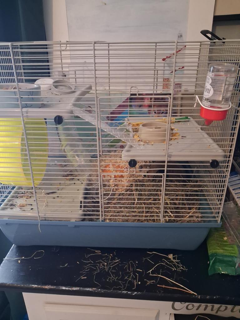 Hamsterkooi met hamster, Dieren en Toebehoren, Knaagdieren, Hamster, Mannelijk, Januari, Tam