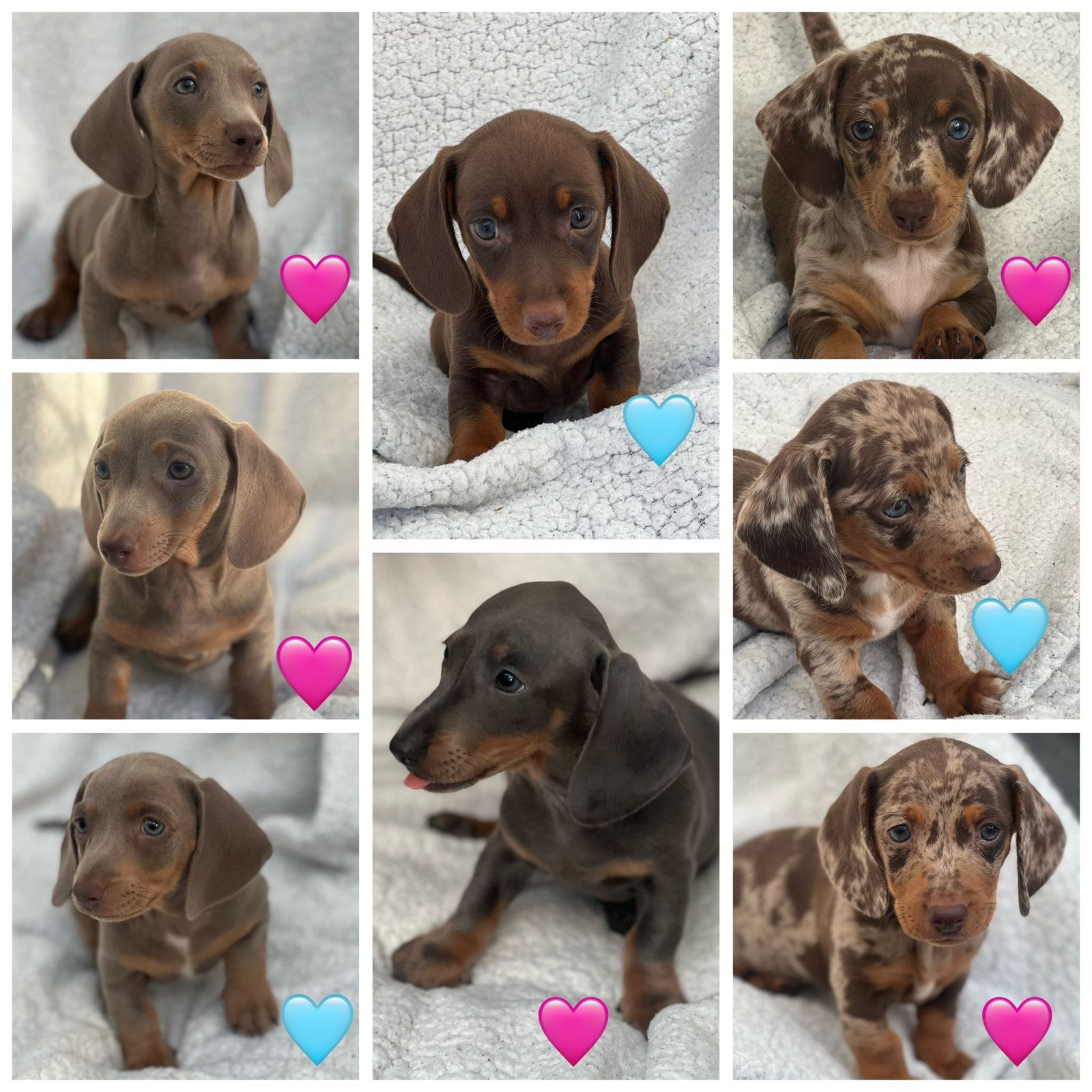 Korthaar Dwerg Teckel Pups, Parvo, 8 tot 15 weken, Korthaar, Dwerg