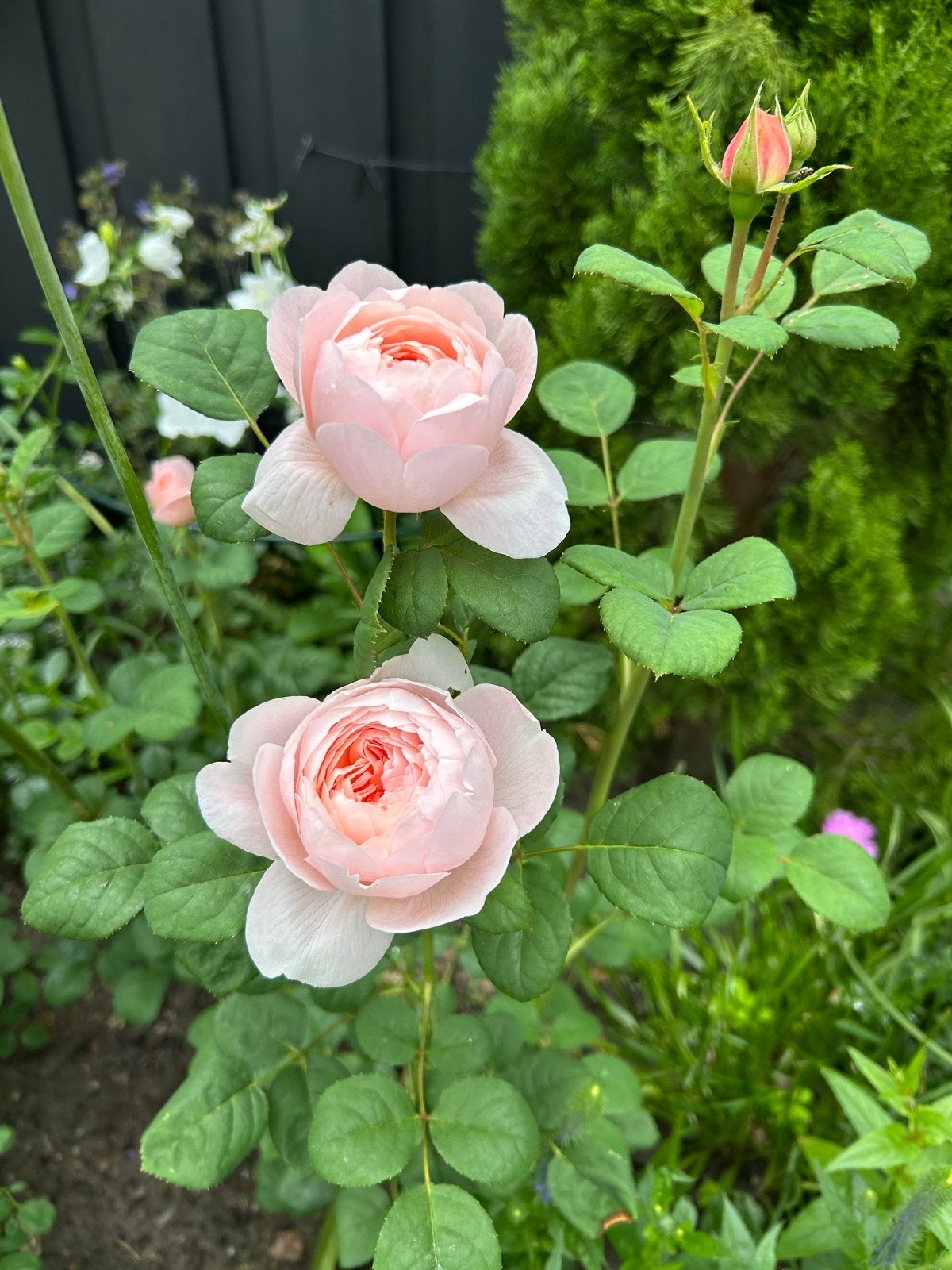 Rozen David Austin Queen of Sweden 8 stuks, Tuin en Terras, Volle zon, Vaste plant, Zomer, Ophalen