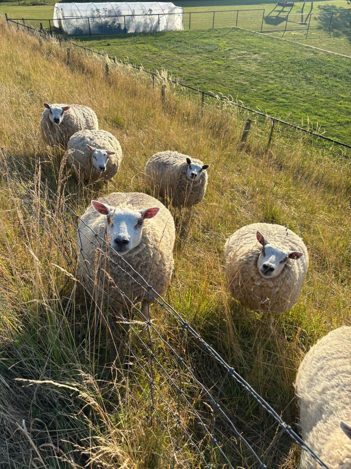 Gezocht witte ooien, Vrouwelijk, Schaap