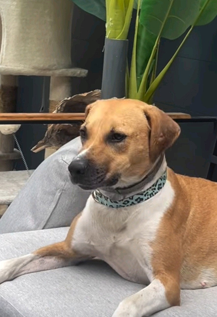 foster gezin pleeggezin/ adoptiegezin  gezocht voor hondje u, Dieren en Toebehoren, Particulier, 1 tot 2 jaar, Buitenland, Eén hond