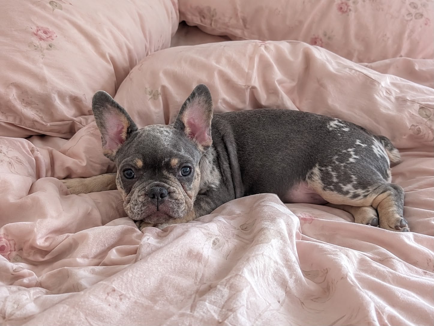 Franse bulldog merle pup, Dieren en Toebehoren, 15 weken tot 1 jaar, Teef, Bulldog, Eén hond