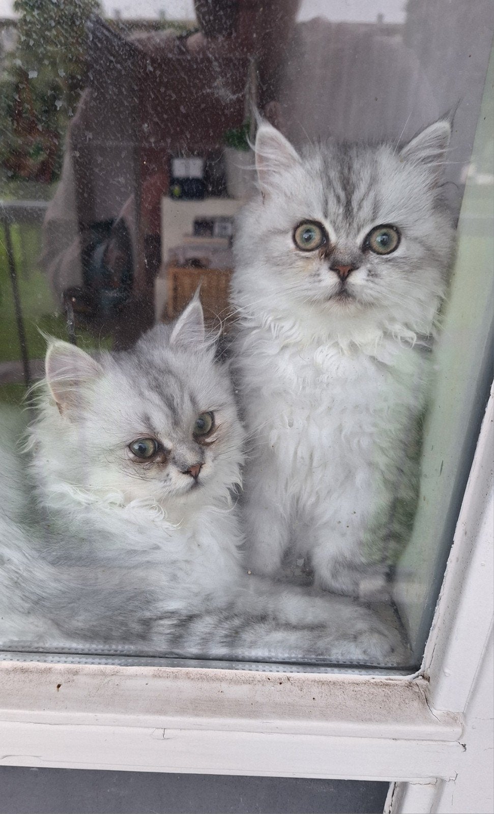 Britse langhaar kittens, Meerdere dieren