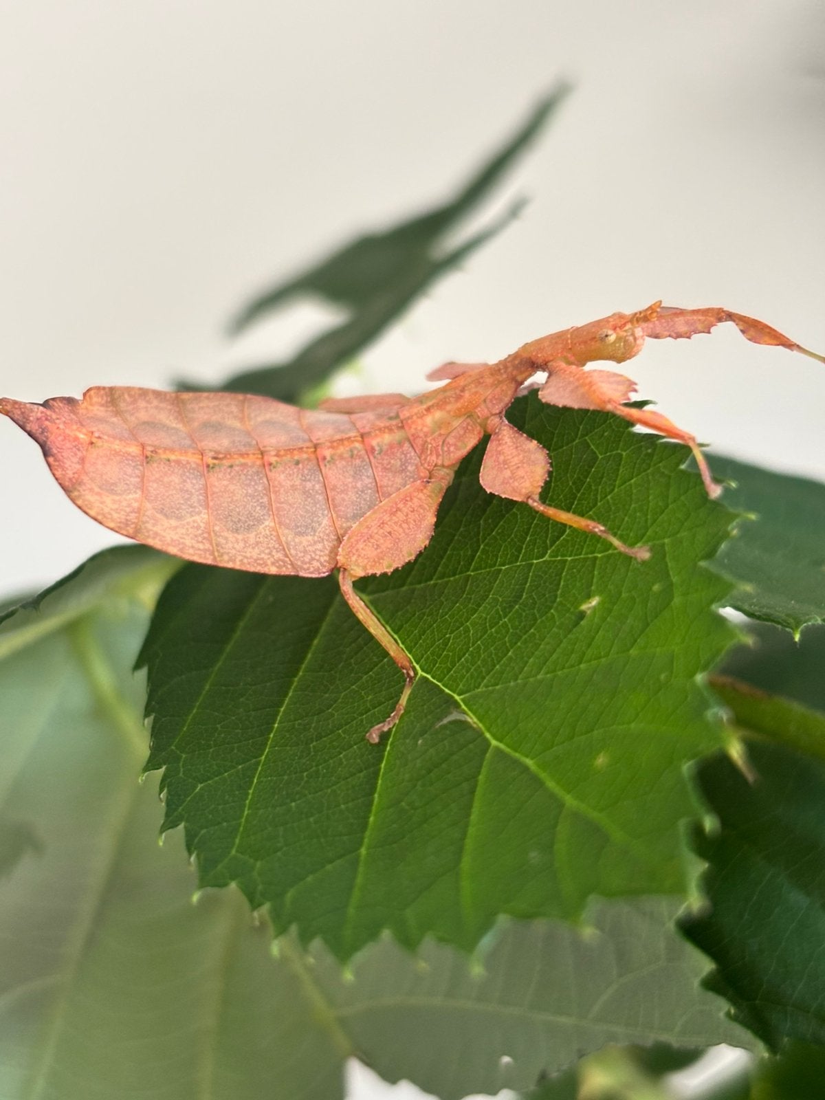 Eitjes wandelend blad Phyllium letirantie tataba, Dieren en Toebehoren