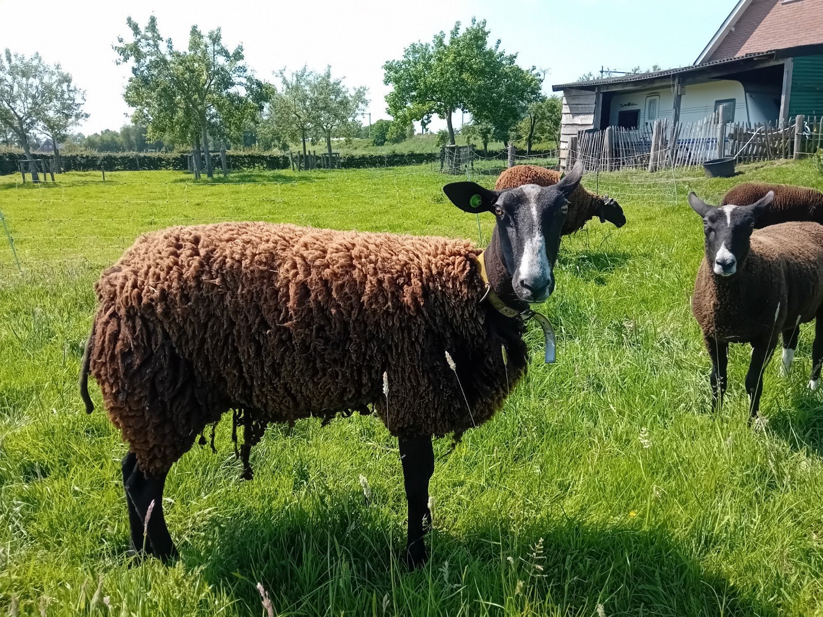 Zwartbles ooi te koop., Dieren en Toebehoren, Vrouwelijk, Schaap, 0 tot 2 jaar