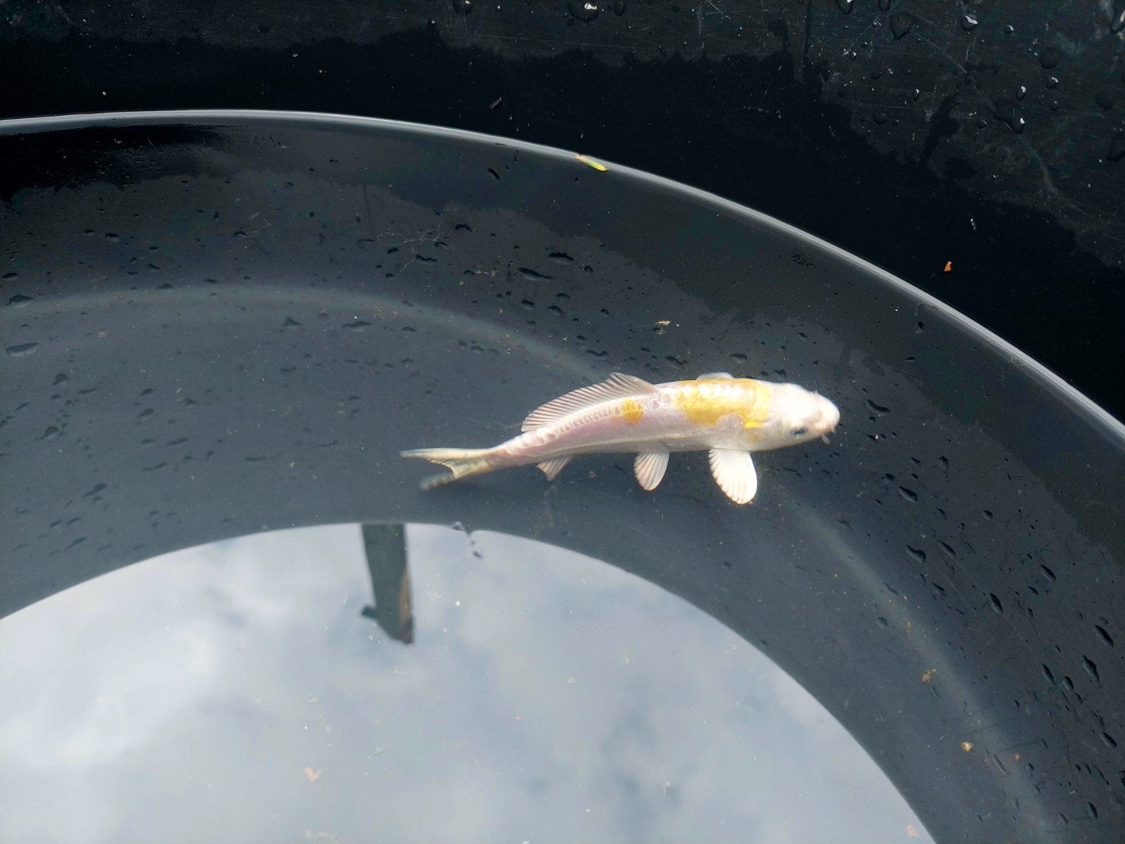 Doitsu Hariwake – 16 cm – Yamakazi/Yamasan, Karper of Koi