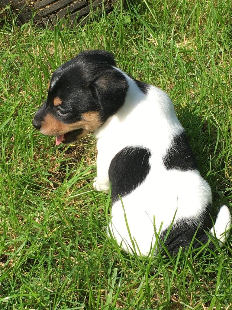 jackrussel pups, Jack Russell Terriër, 8 tot 15 weken, Parvo, Meerdere