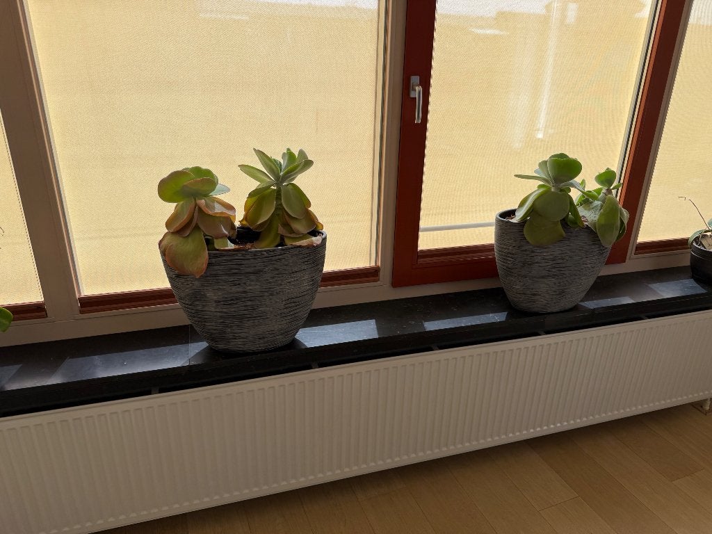 2 stenen bloembakken voor binnen, Ophalen, Steen, Minder dan 30 cm, Minder dan 60 cm