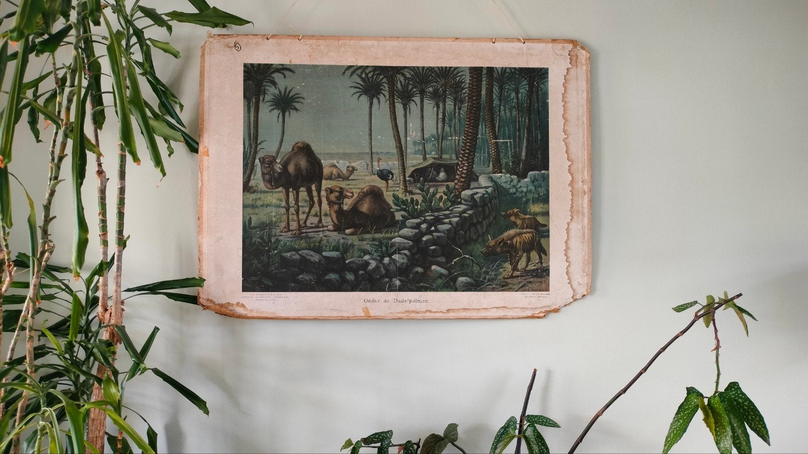 Antieke doorleefde schoolplaat 'onder de dadelpalmen', Antiek en Kunst, Ophalen of Verzenden, Natuur en Biologie