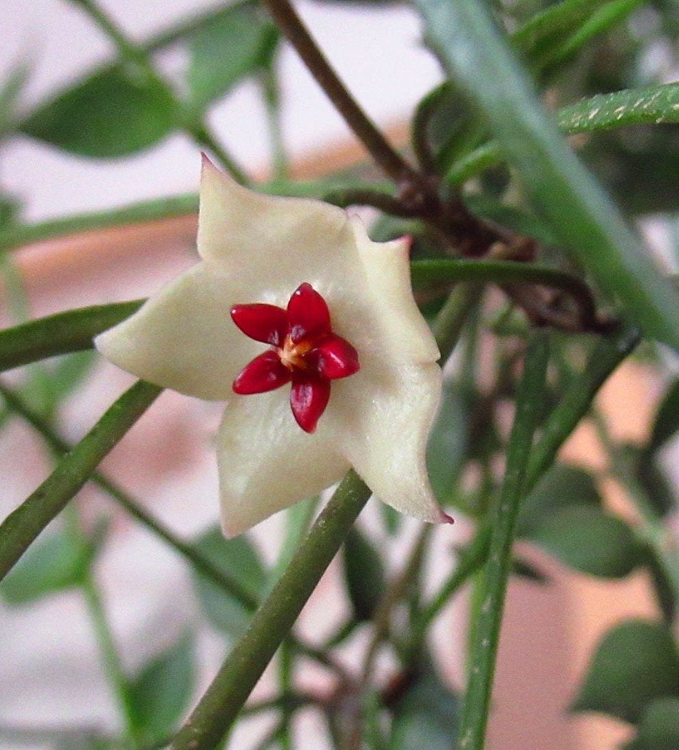 Hoya retusa, Ophalen of Verzenden, Volle zon