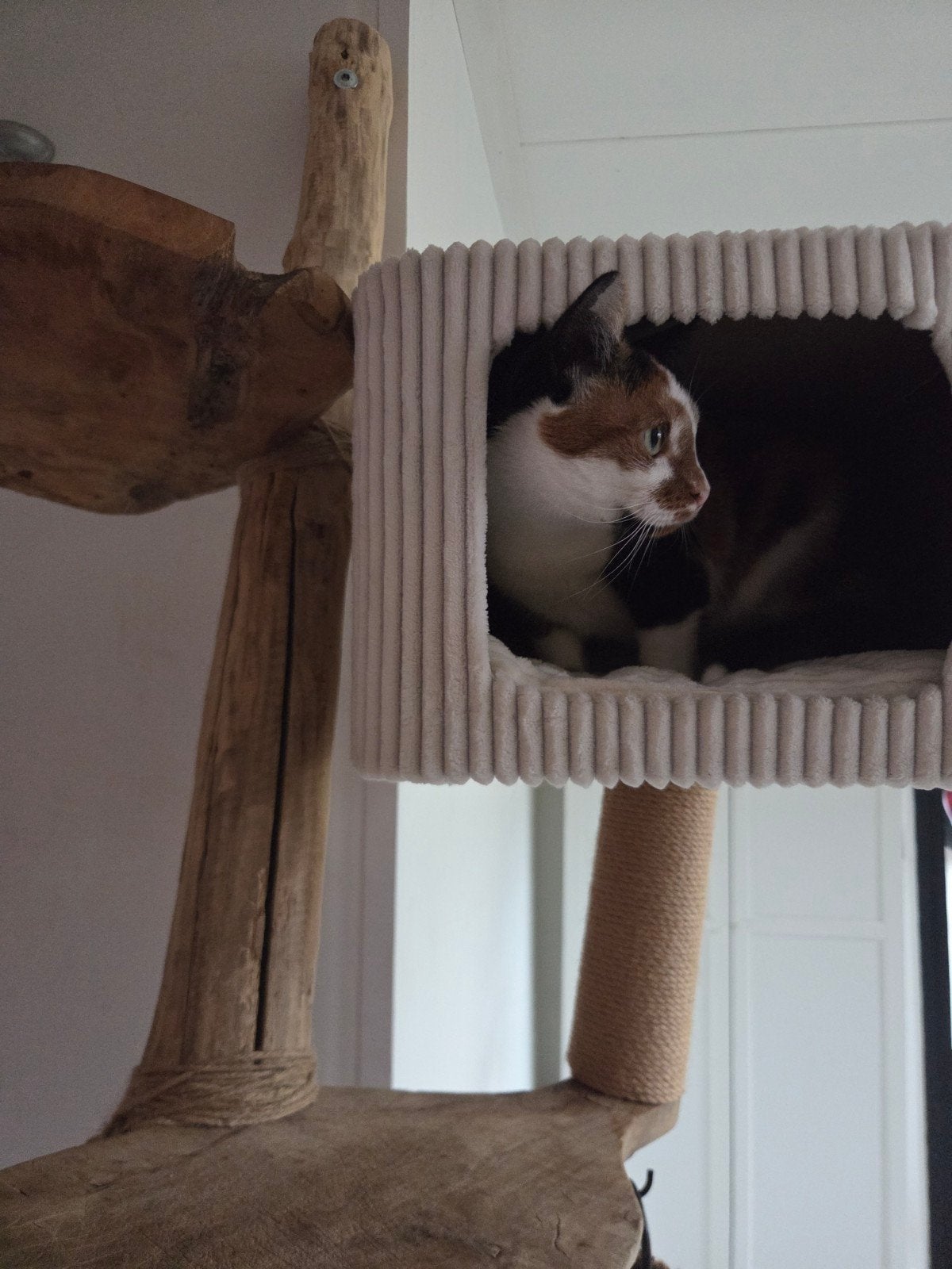 Kattenboom, Dieren en Toebehoren, Ophalen of Verzenden, Nieuw