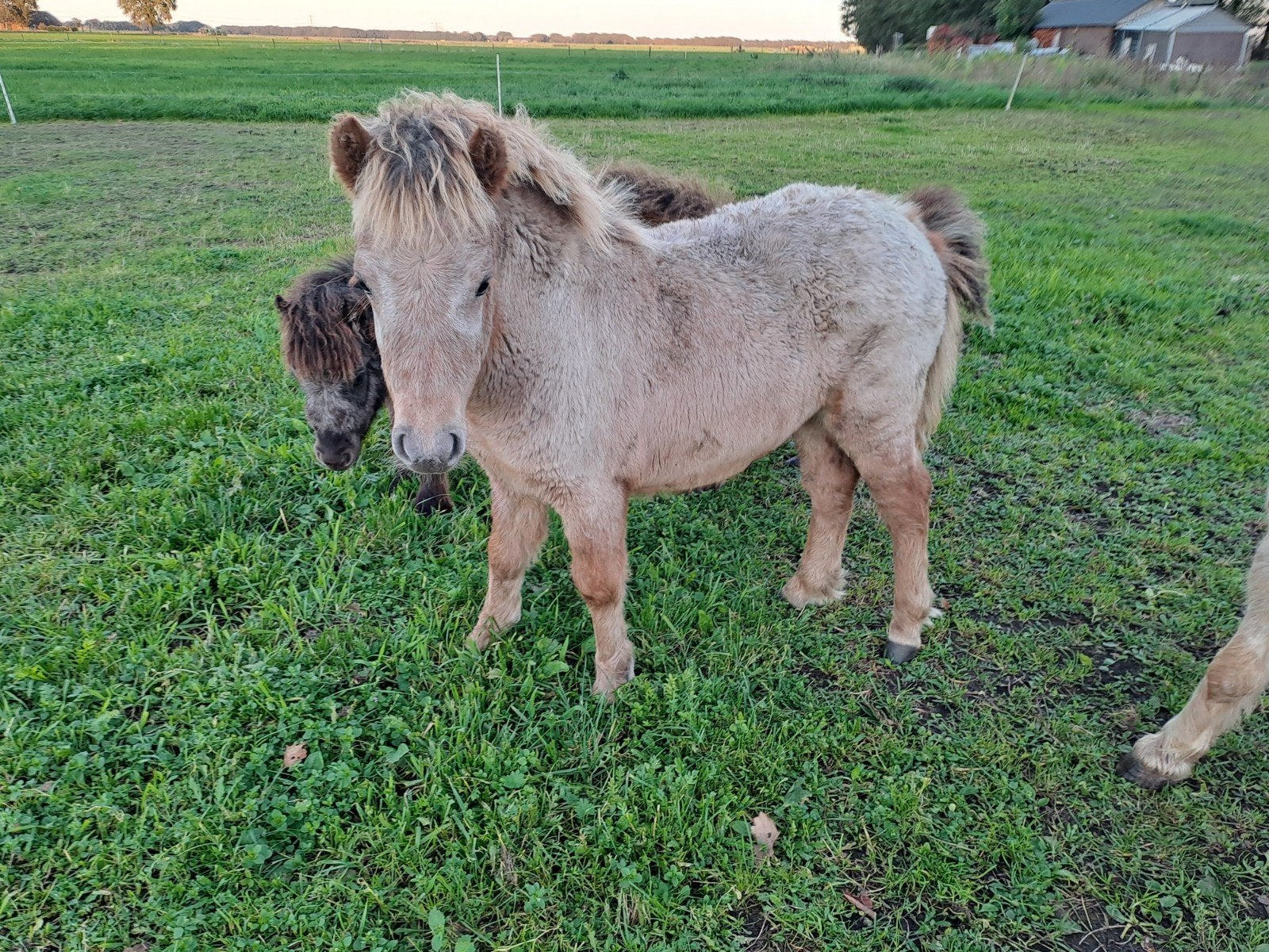 appaloosa merrie veulen, Dieren en Toebehoren, Merrie, Niet van toepassing, A pony (tot 1.17m), 0 tot 2 jaar