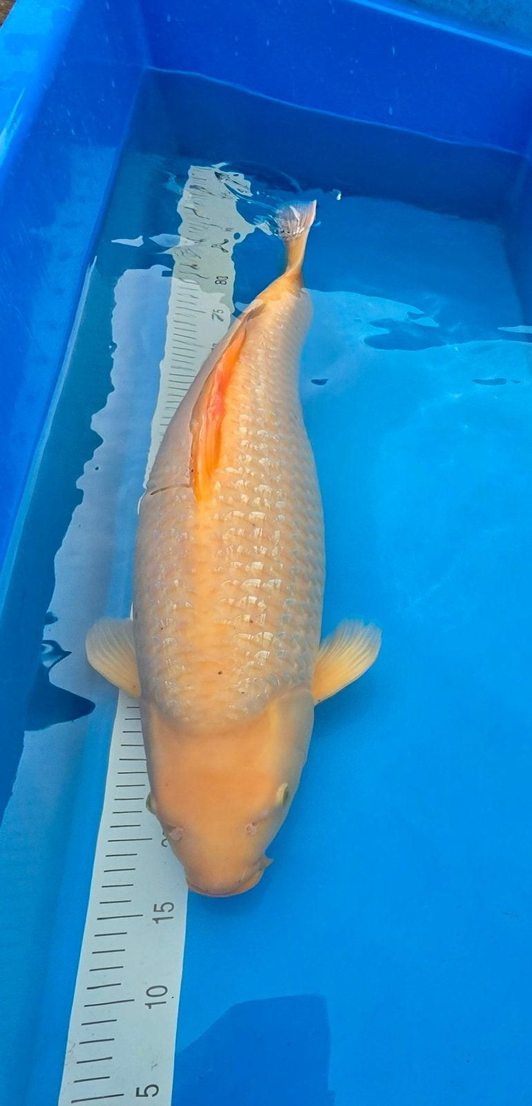 Koivriend Dedemsvaart uw dealer in Japanse Koi., Karper of Koi