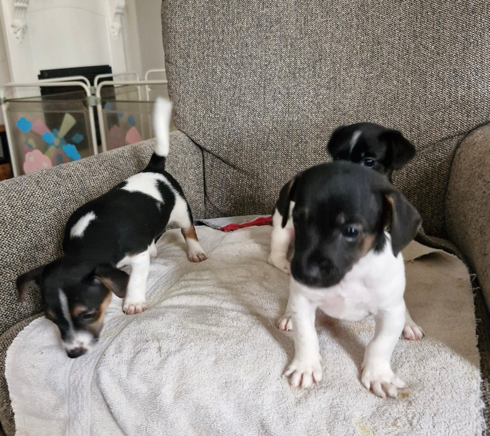 leuke grappige jack ruussel pups, Dieren en Toebehoren, Jack Russell Terriër, Reu, 8 tot 15 weken, CDV (hondenziekte)