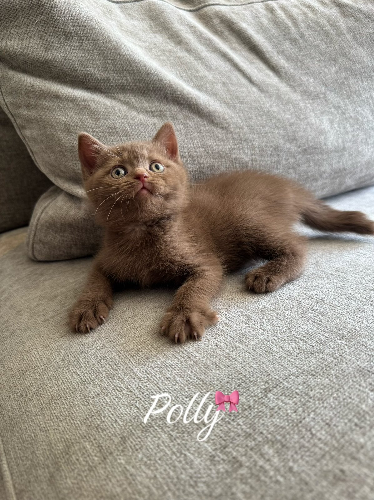 Britse korthaar kittens cinnamon/chocolate, Meerdere dieren, Met stamboom, 0 tot 2 jaar