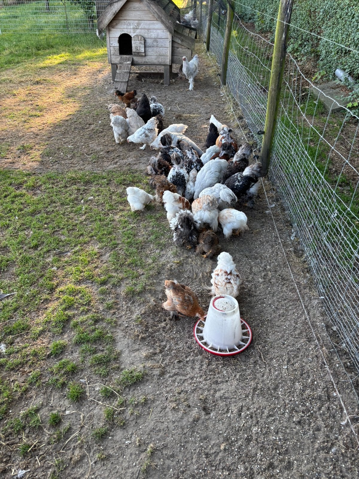 Brahma kuikens, Meerdere dieren, Kip