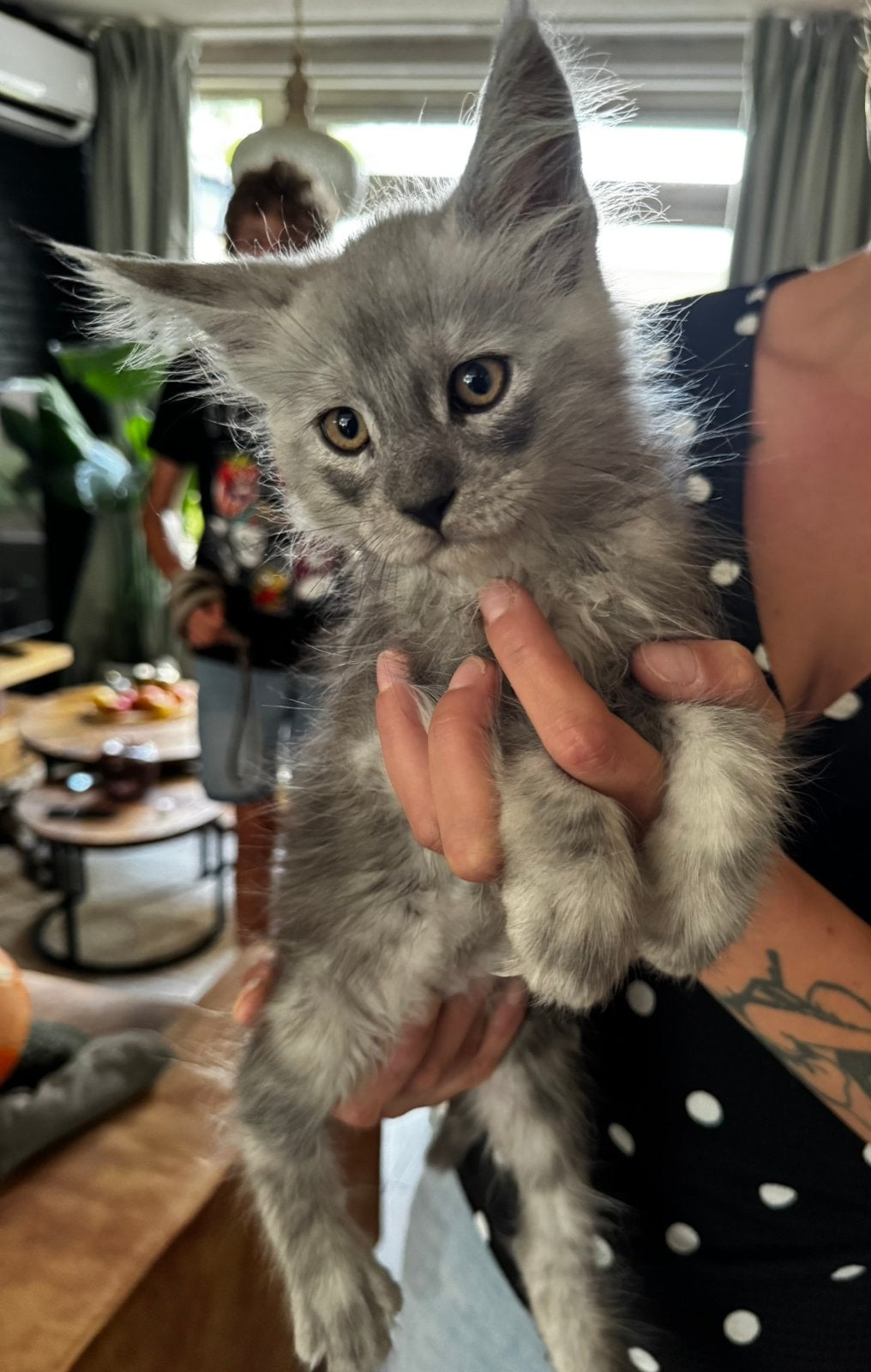 Maine coon kittens met stamboom, Meerdere dieren, Met stamboom