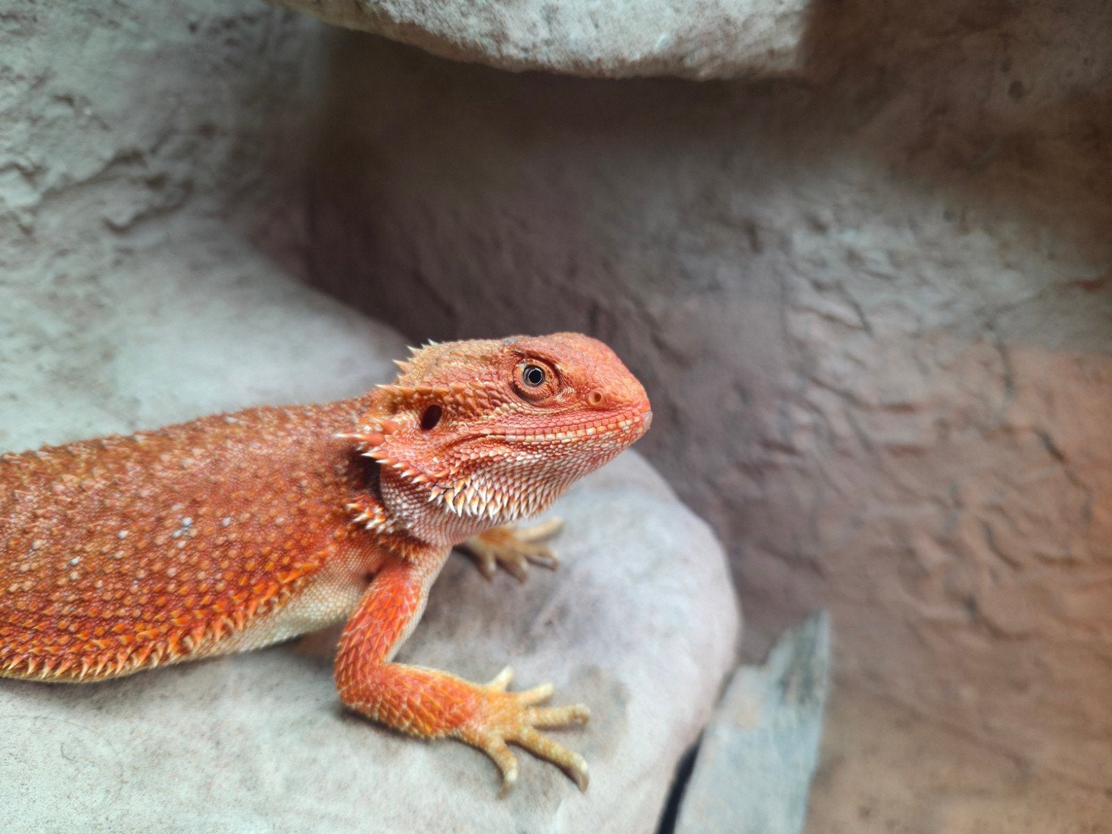 mooie fel oranje hypo  baardagaam vrouwtje aangeboden Bearded Dragon photo 6