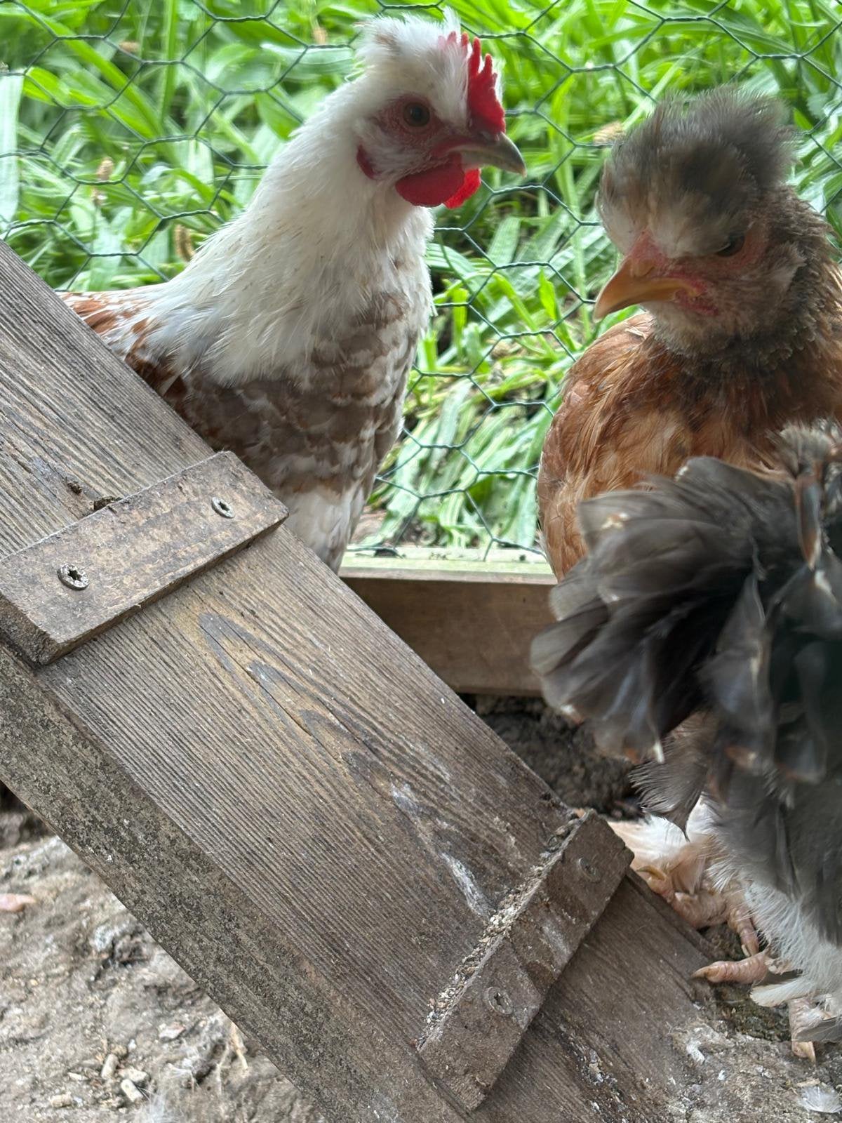Witte jonge hanen, Dieren en Toebehoren, Mannelijk, Kip
