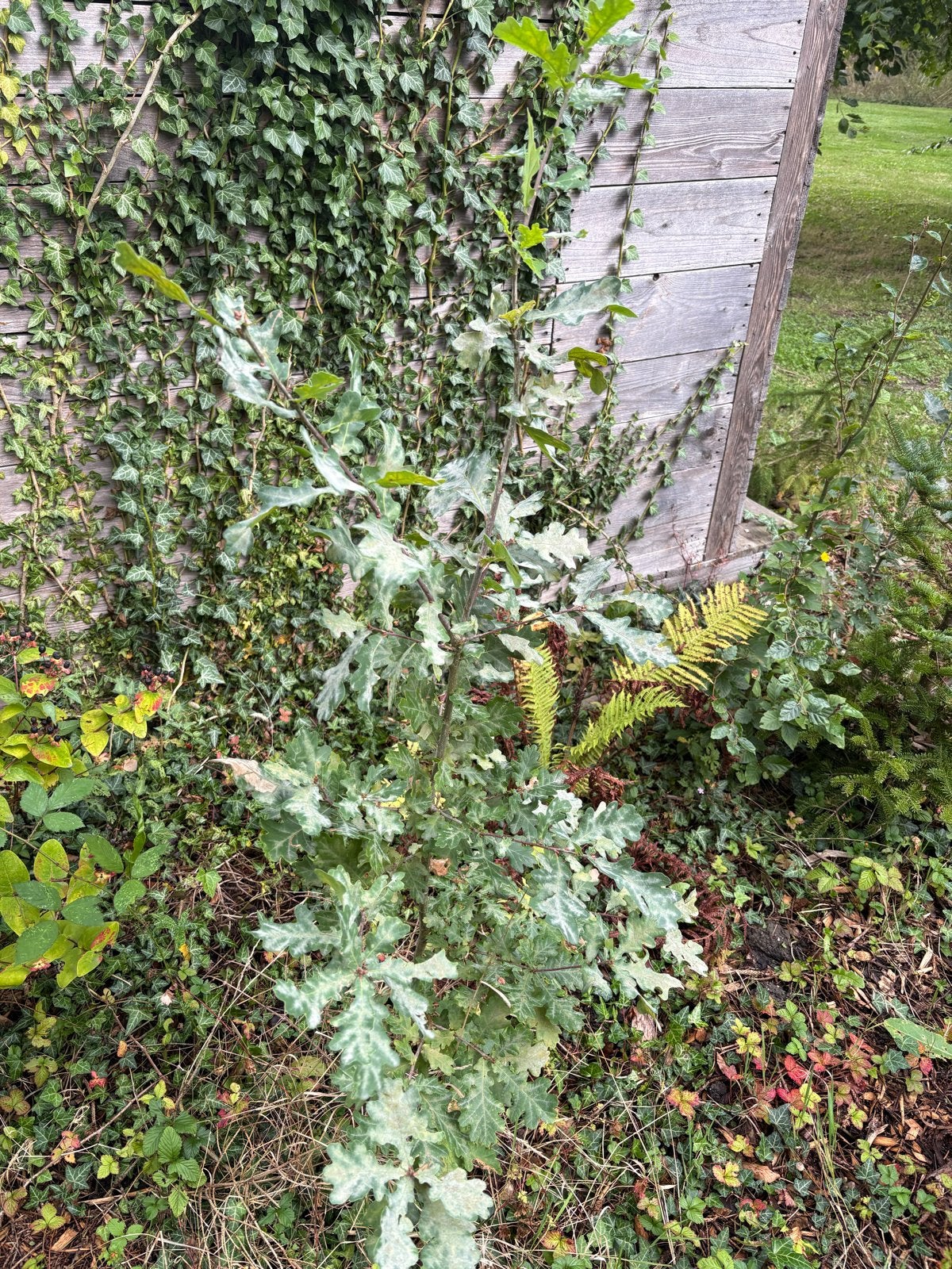 Diverse eikenbomen, 1 tot 3 meter hoog, volle grond, Ophalen, Overige soorten, 100 tot 250 cm