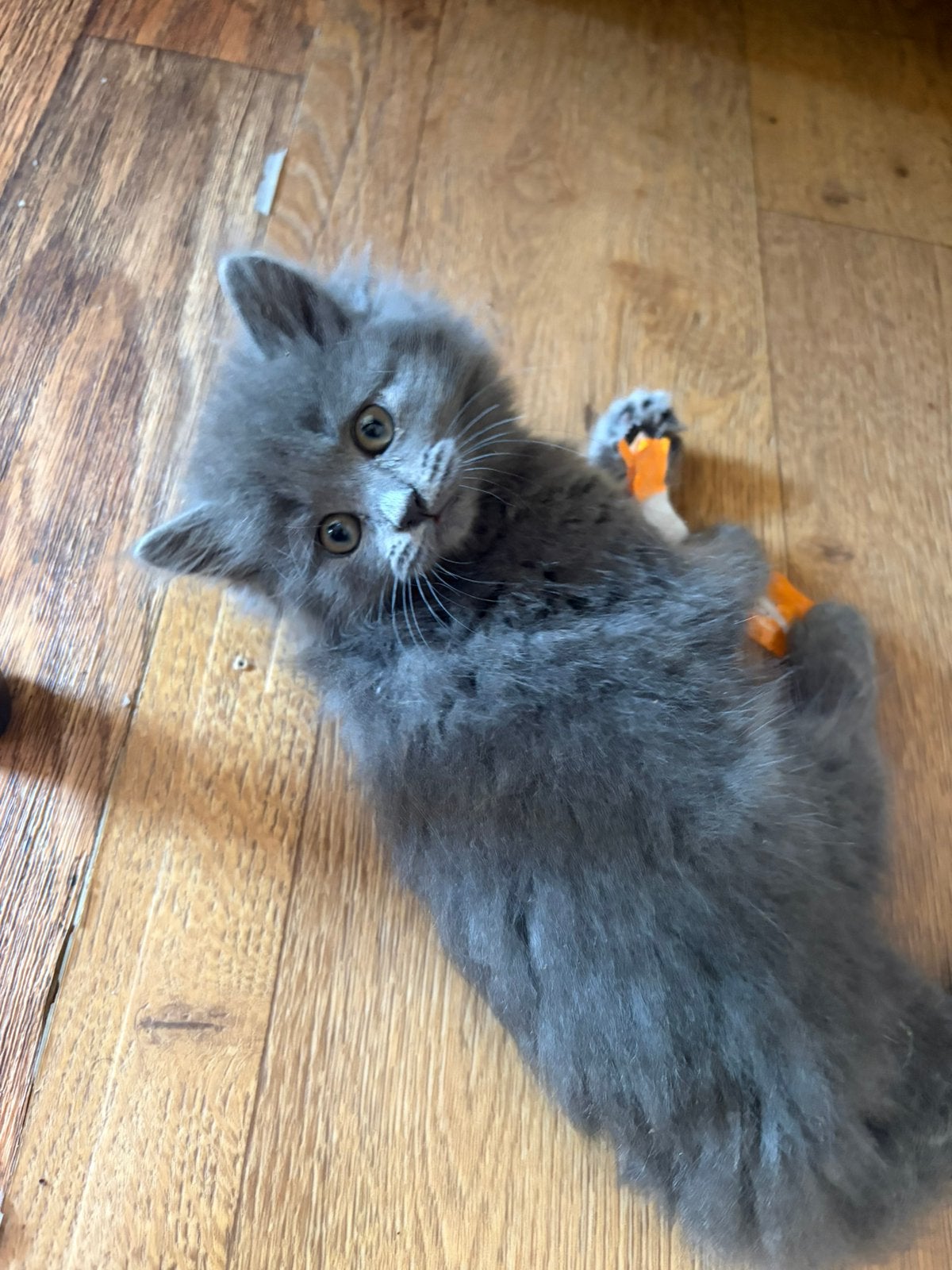 2 maincoons kittens, Dieren en Toebehoren, Poes