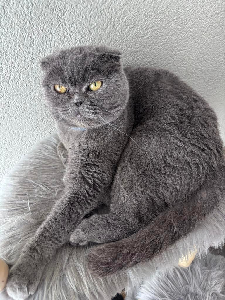 Poesja, Dieren en Toebehoren, Katten en Kittens | Overige Katten, Kortharig, Poes, 6 jaar of ouder