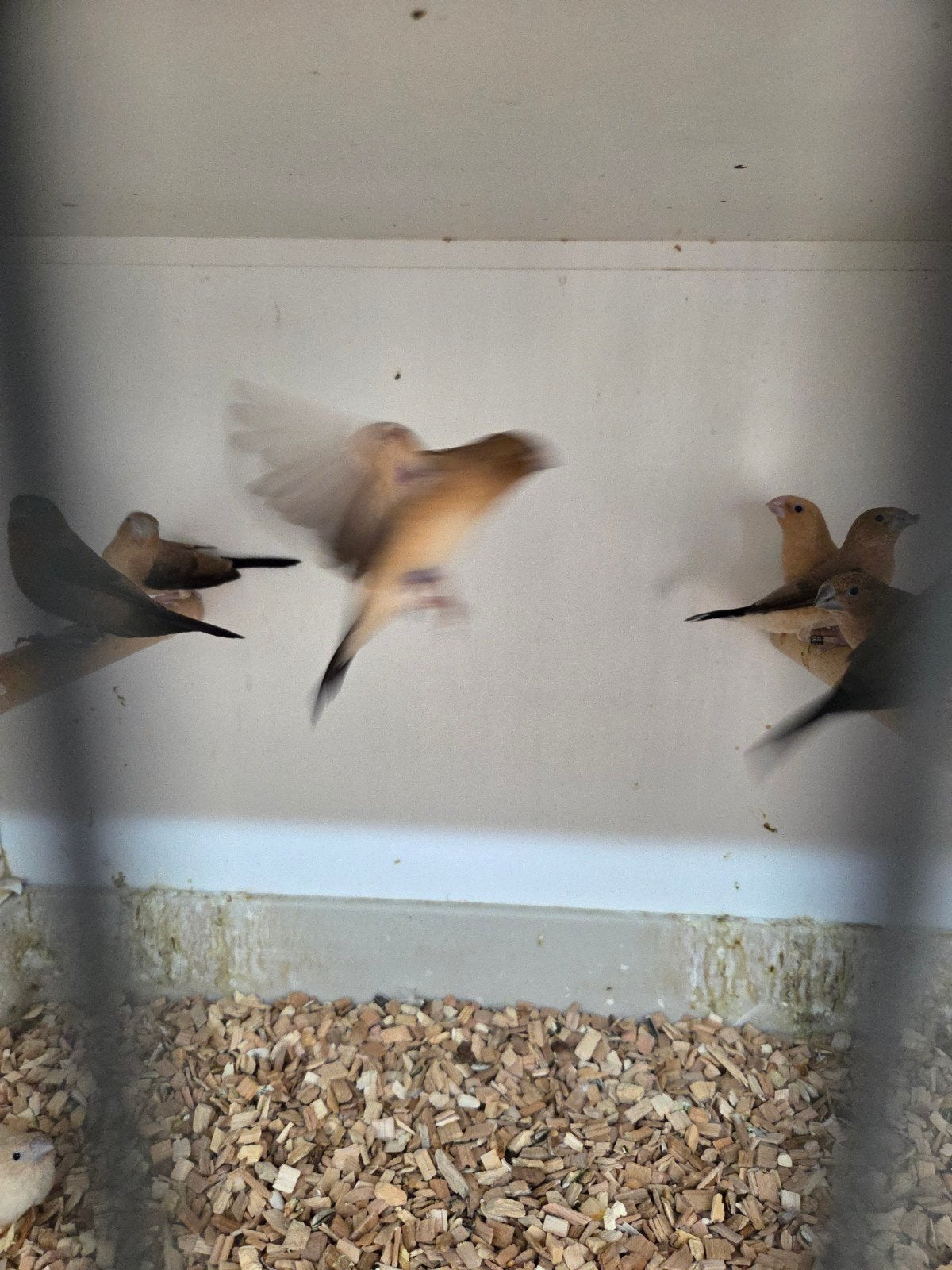 zilverbekjes, Dieren en Toebehoren, Vogels | Overige Vogels, Meerdere dieren