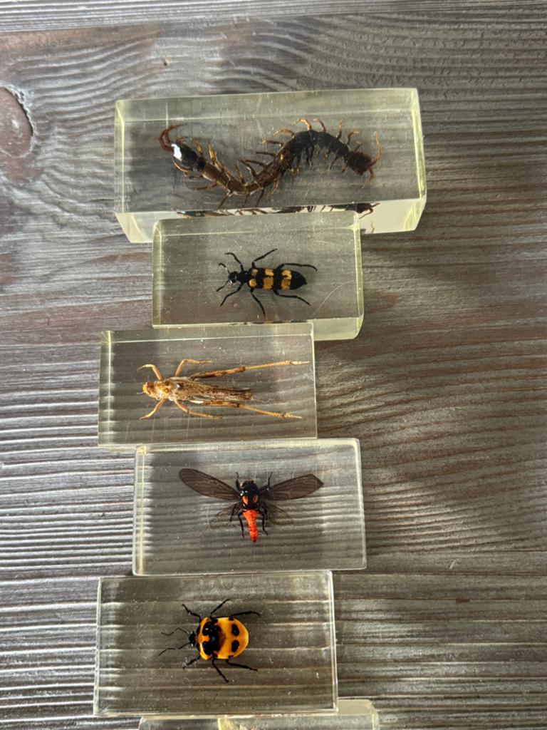 Insecten en spinnen in harsblokken - Educatieve set, Verzamelen, Dierenverzamelingen, Ophalen of Verzenden, Gebruikt, Insect, Overige typen