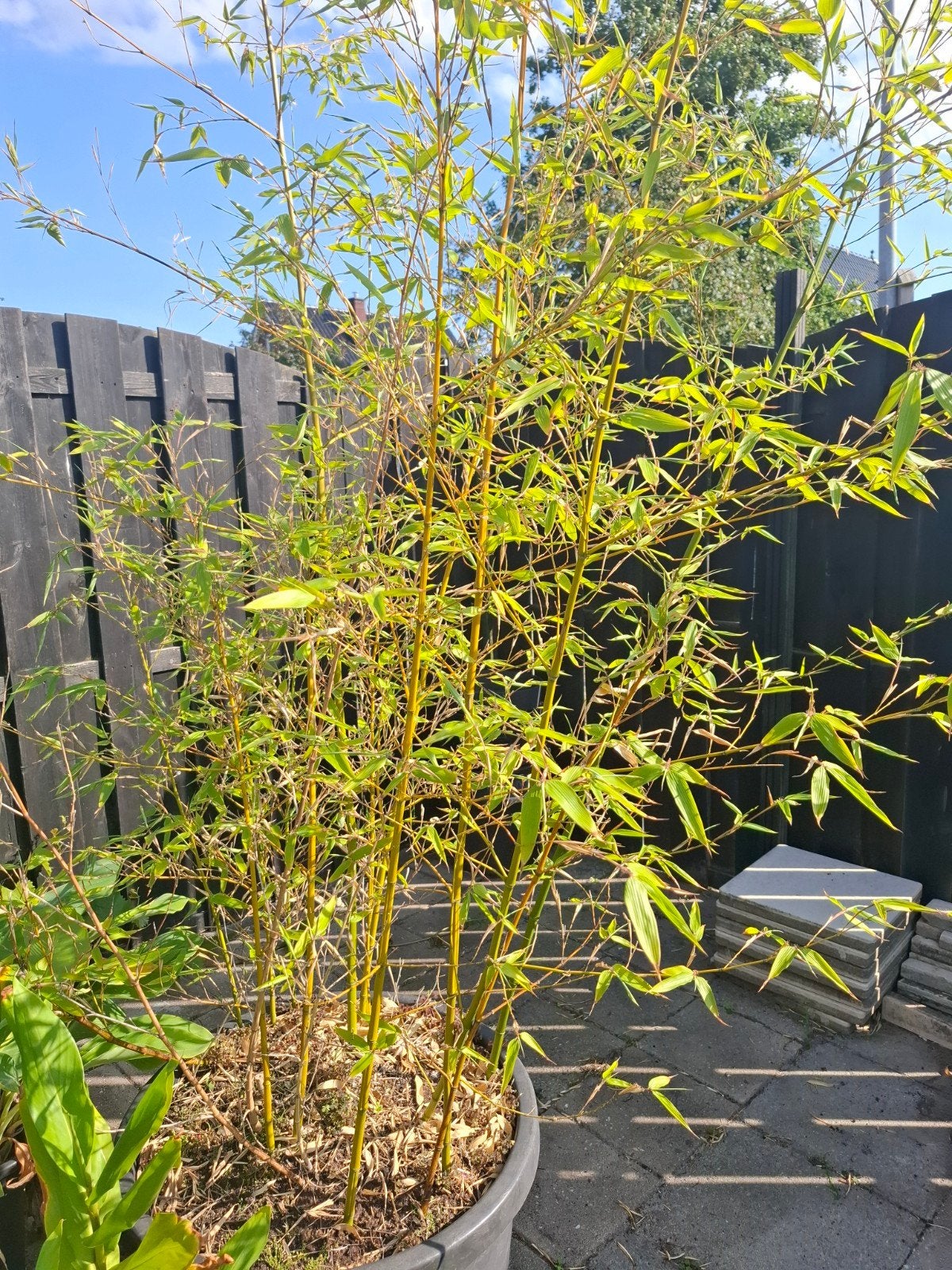 Gele bamboe te koop, incl pot!, Vaste plant, Bloeit niet, Halfschaduw, Ophalen