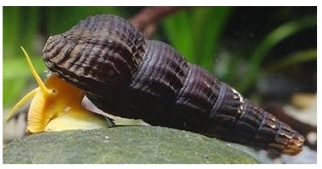 Succesvolle kweekgroep oranje sulawesi slakken, Dieren en Toebehoren, Vissen | Aquariumvissen, Slak of Weekdier, Zoetwatervis