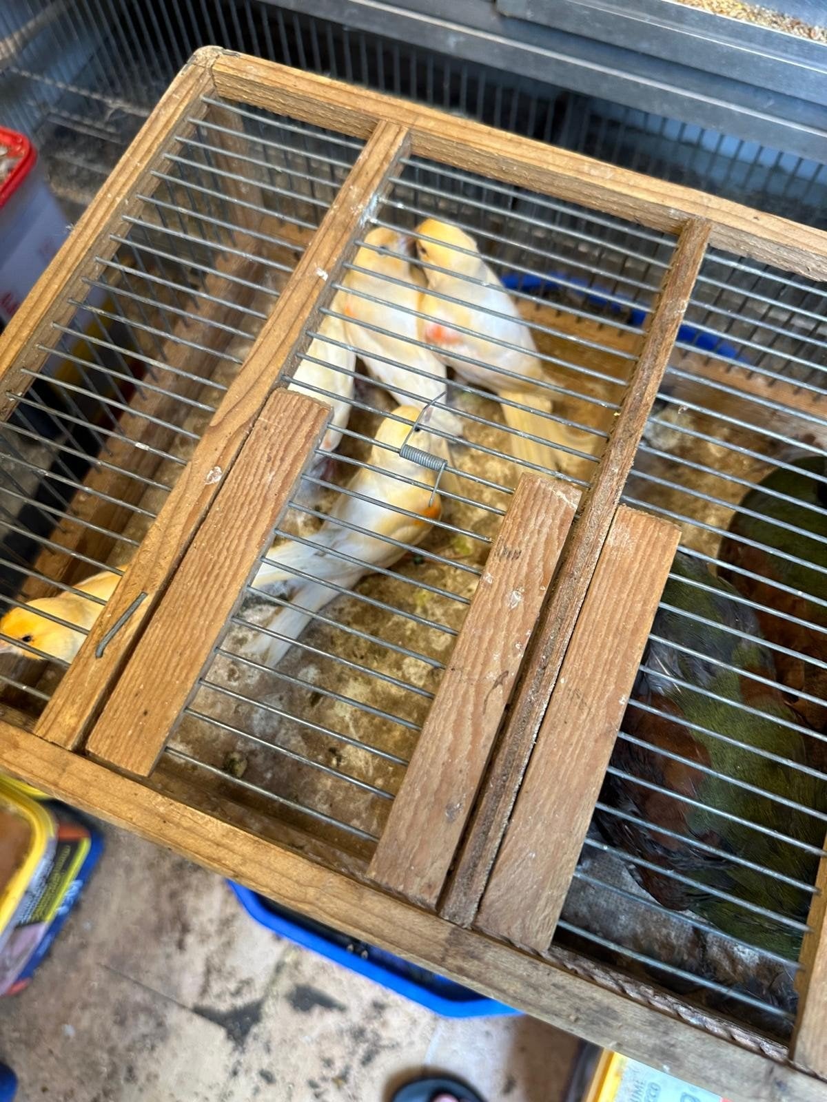 kanaries rood mozaïek, Dieren en Toebehoren, Meerdere dieren, Kleurkanarie