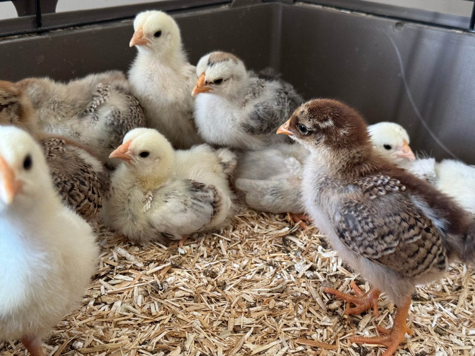Jonge Wyandotte zalm kriel kuikens, Dieren en Toebehoren, Pluimvee, Meerdere dieren, Kip