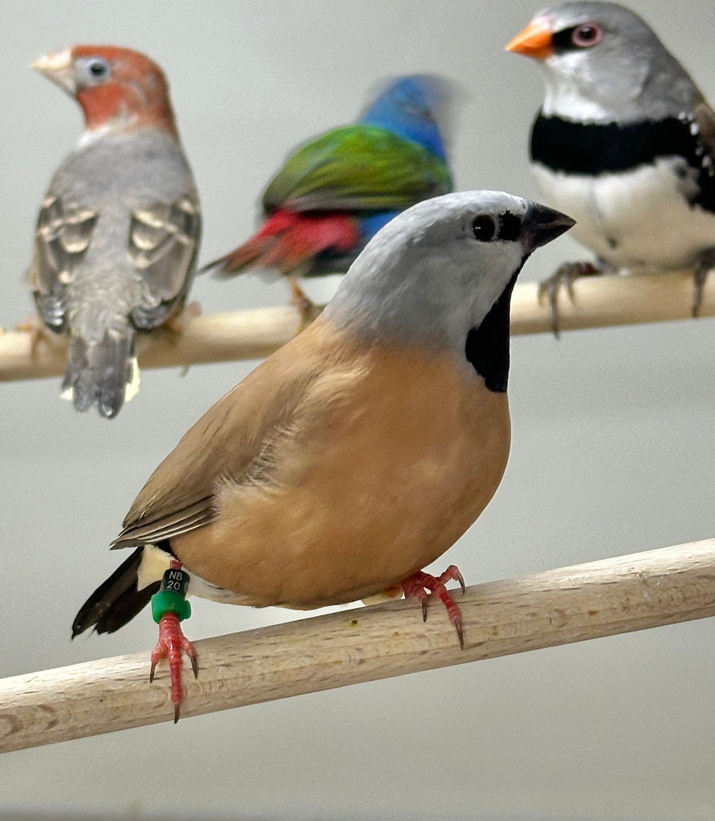 Gordelgrasvink, Dieren en Toebehoren, Vogels | Overige Vogels, Vrouwelijk, Geringd