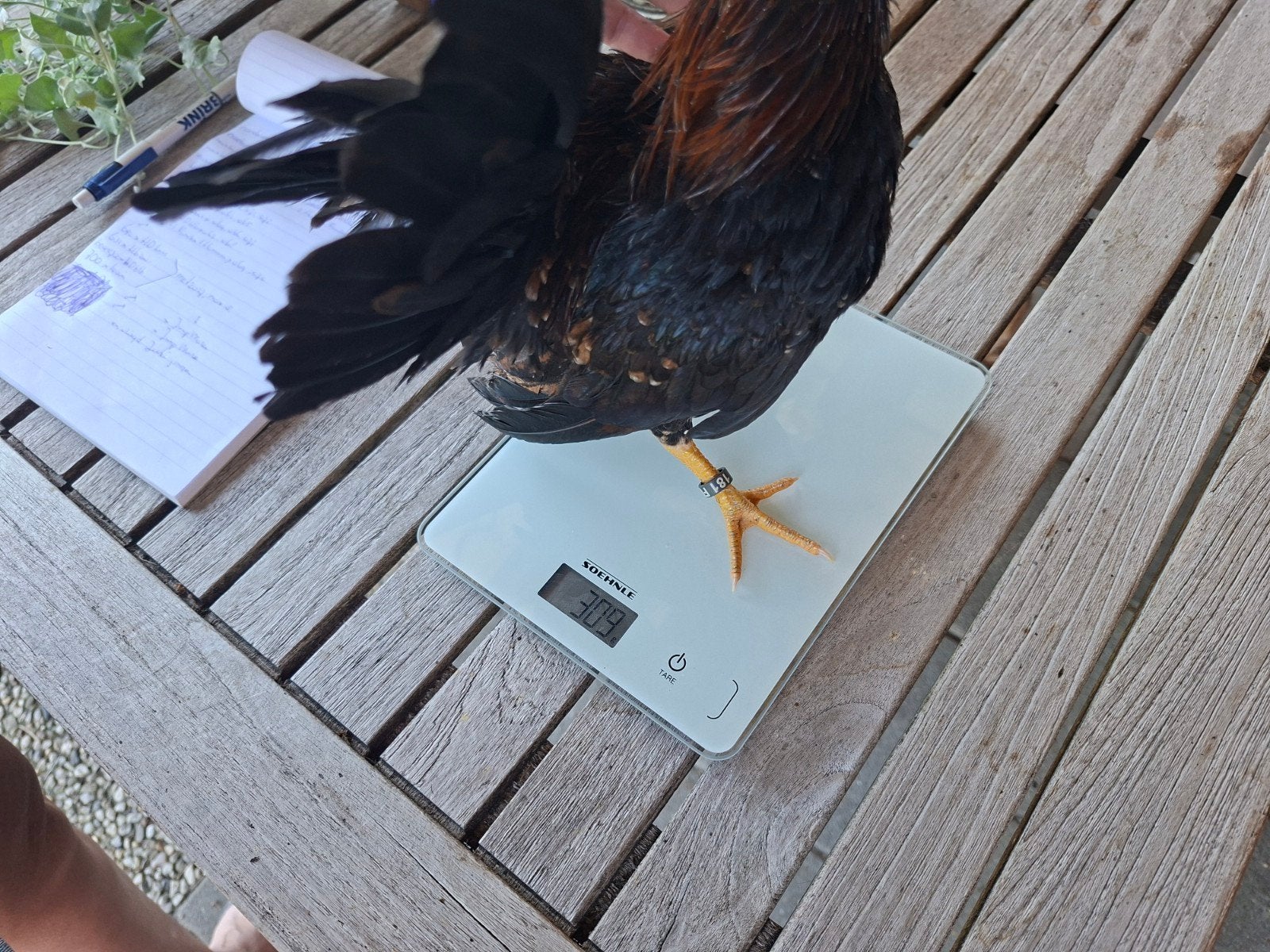 serama haantje van 310 gram,gratis, Dieren en Toebehoren, Mannelijk, Kip