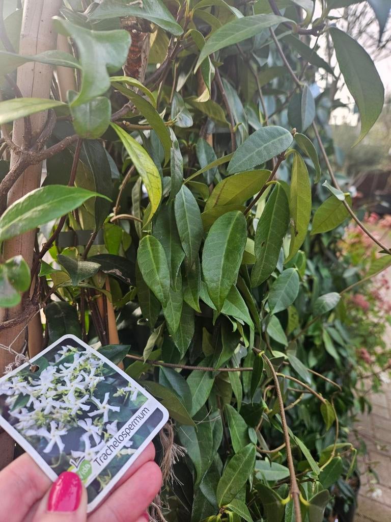 Toscaanse Jasmijn vanaf 14,95 - 2 maten, Ophalen, Volle zon, Vaste plant, Klimplanten