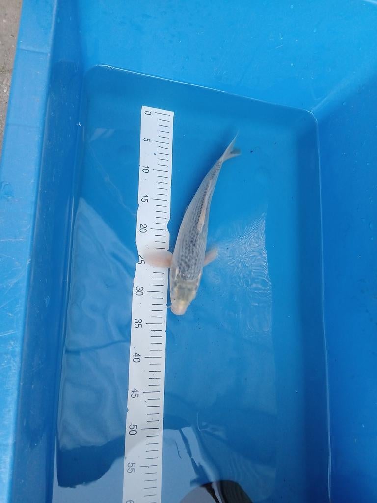 Asagi 30 cm leuke koi (euro koi), Dieren en Toebehoren, Vissen | Vijvervissen, Karper of Koi