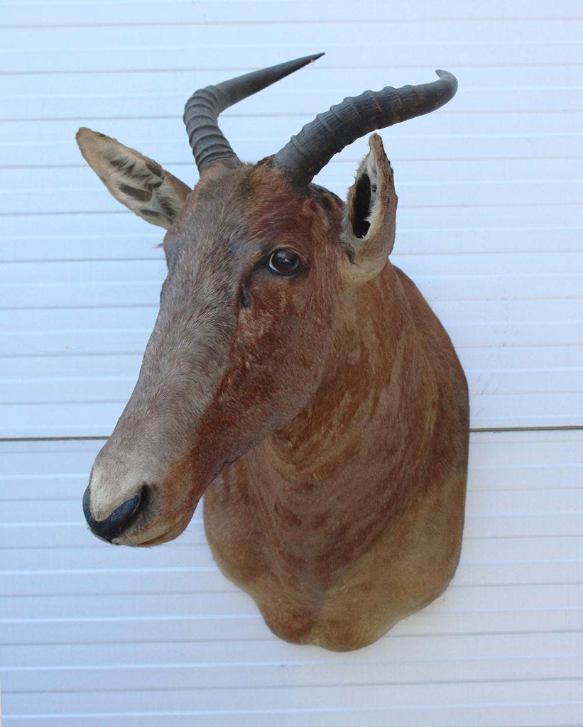 Opgezette KOP TSESSEBE  antilope Afrika (gewei), Ophalen, Gebruikt, Wild dier, Opgezet dier