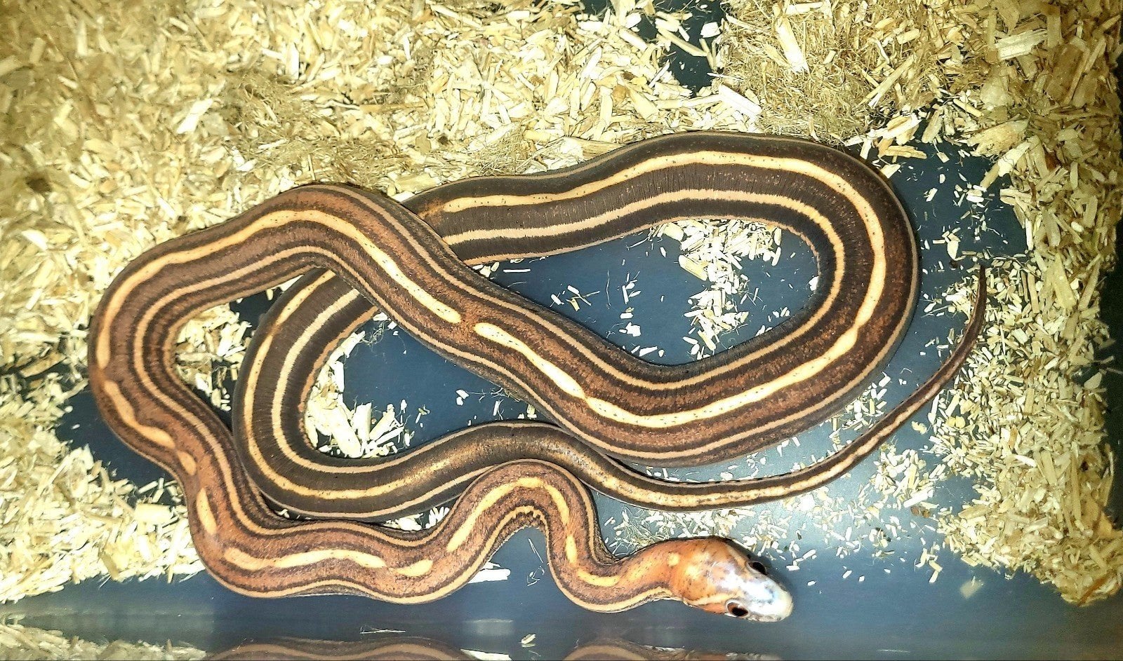 Pantherophis guttatus scaleless Corn Snake - female for sale from Wall of Sound