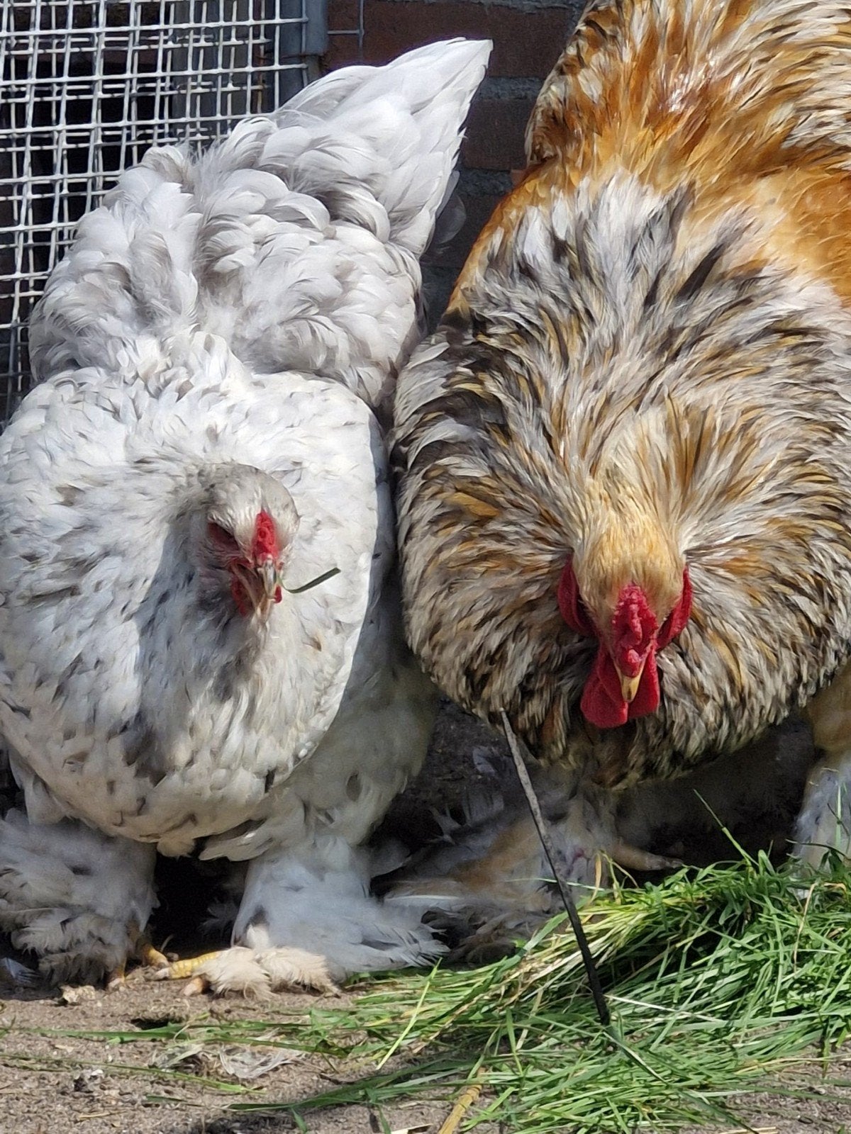 Brahma hen – Splash / Licht te koop (100% raszuiver, Dieren en Toebehoren, Vrouwelijk, Kip