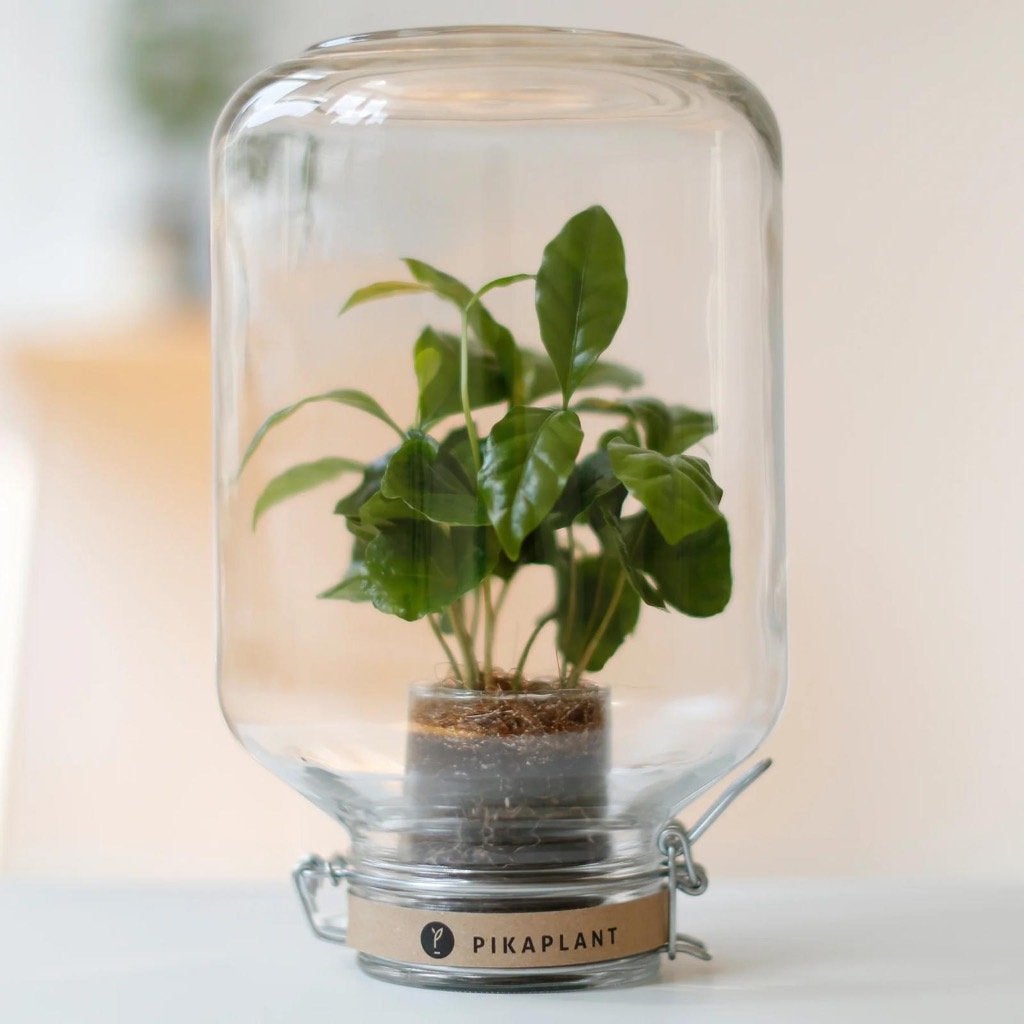 PIKAPLANT JARS | POTTEN, Huis en Inrichting, Kamerplanten, Overige soorten, In pot, Minder dan 100 cm, Groene kamerplant